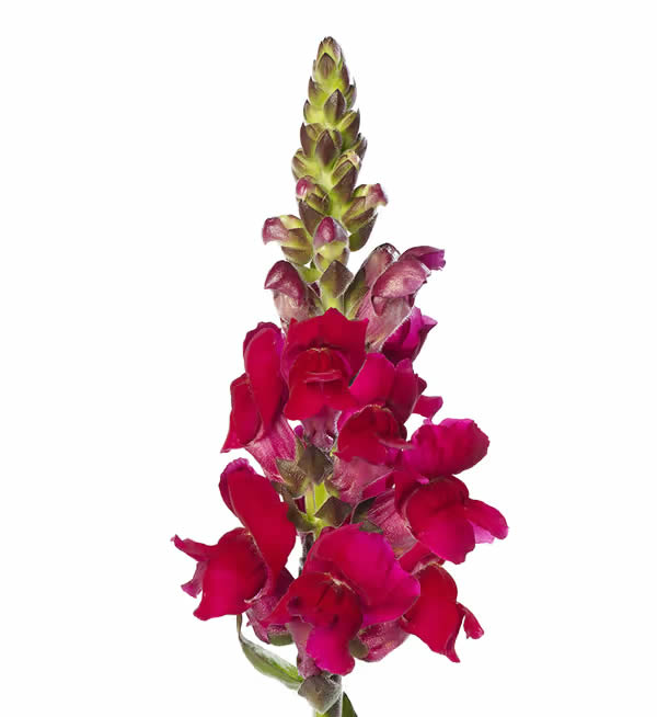 Antirrhinum majus F1 Antibes Magenta I