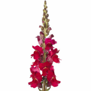 Antirrhinum majus F1 Antibes Red I