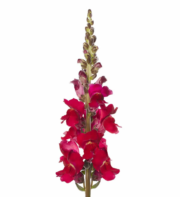 Antirrhinum majus F1 Antibes Red I