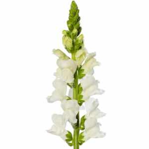 Antirrhinum majus F1 Antibes White I