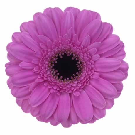Dolcetto