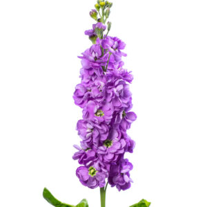 Matthiola incana Anytime Lavender