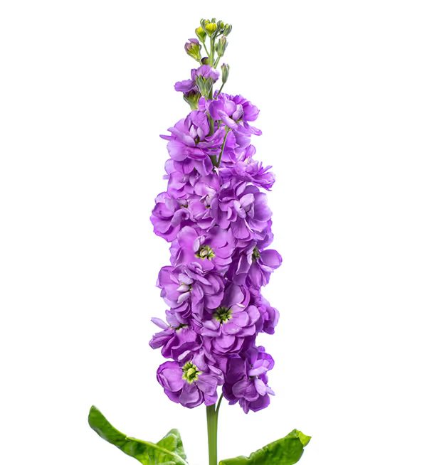 Matthiola incana Anytime Lavender