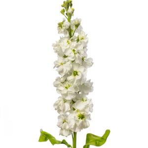 Matthiola incana Anytime White