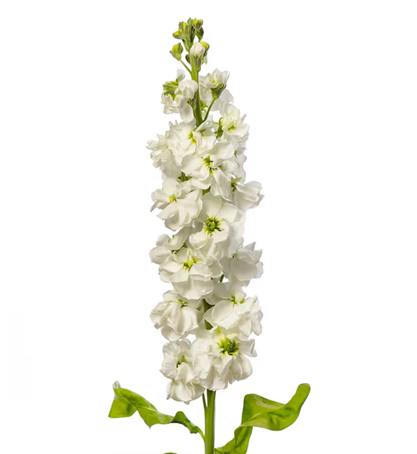 Matthiola incana Anytime White