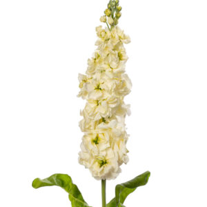 Matthiola incana Anytime Yellow