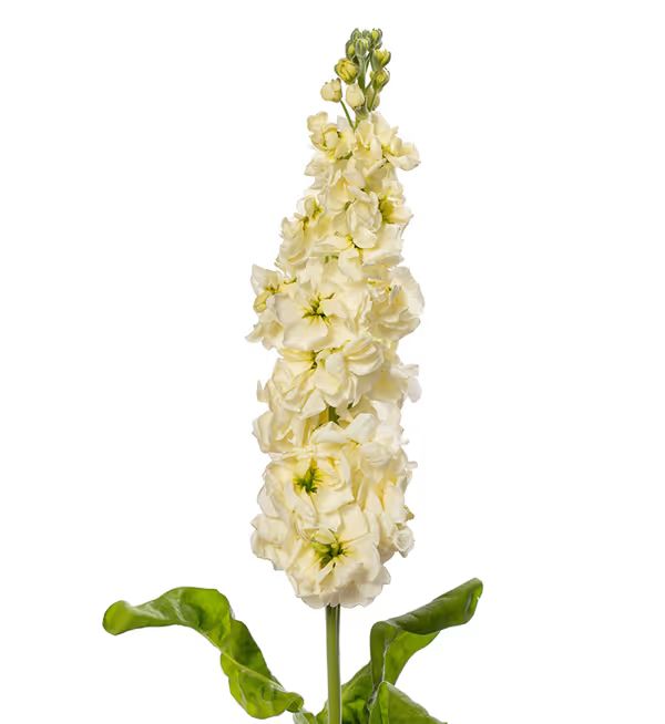 Matthiola incana Anytime Yellow