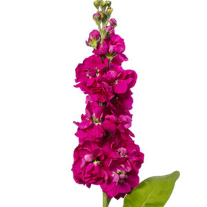 Matthiola incana Centum Carmine