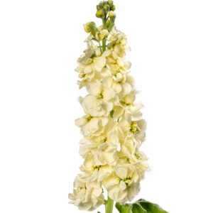 Matthiola incana Centum Cream