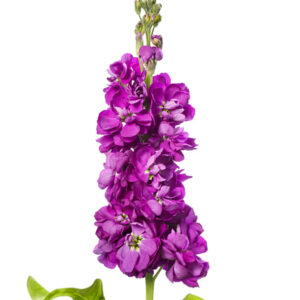 Matthiola incana Centum Deep Blue