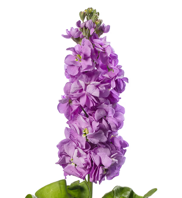 Matthiola incana Centum Lavender