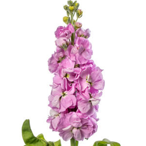 Matthiola incana Centum Pink