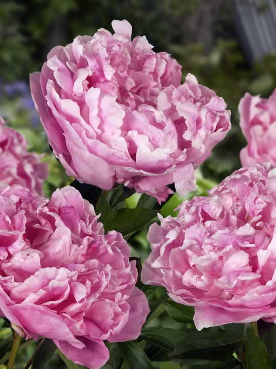 Paeonia Alexander Fleming
