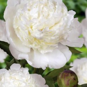 Paeonia Bowl of Cream