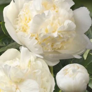 Paeonia Bridal Shower
