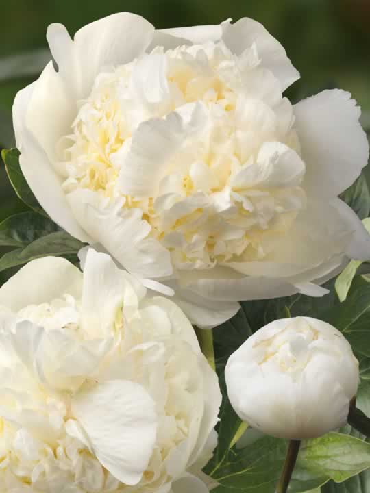 Paeonia Bridal Shower