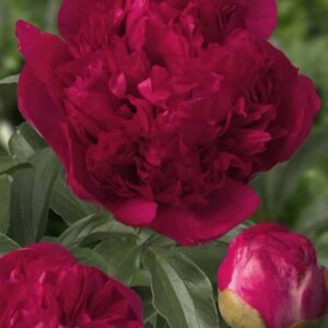 Paeonia Command Performance