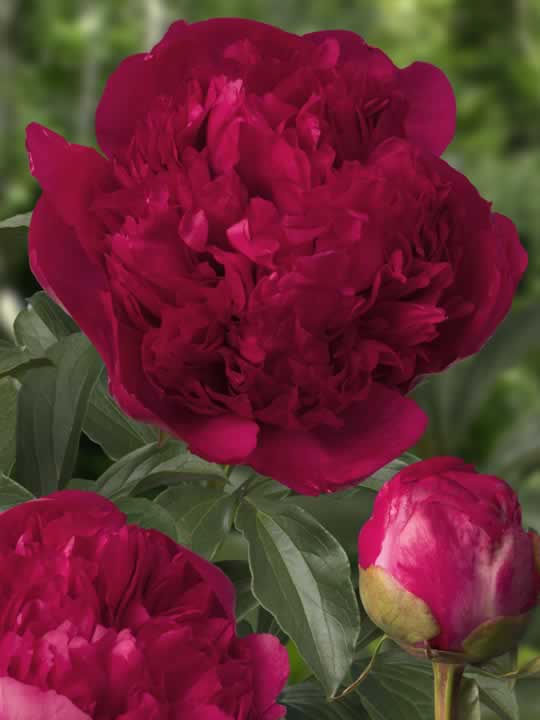 Paeonia Command Performance