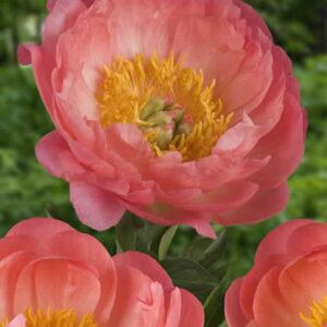 Paeonia Coral Sunset