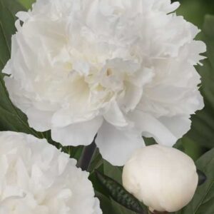 Paeonia Dr. F. G. Brethour