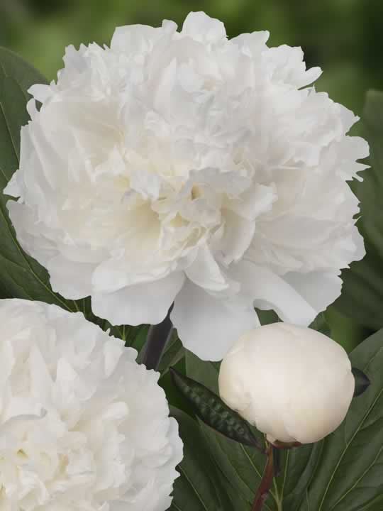 Paeonia Dr. F. G. Brethour