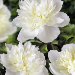 Duchesse de Nemours