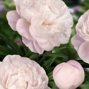 Paeonia Gardenia