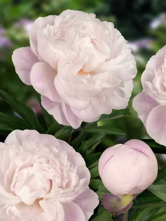 Paeonia Gardenia