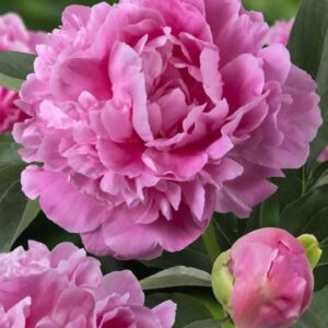 Paeonia Jacorma