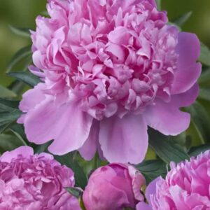 Peony Mons. Jules Elie