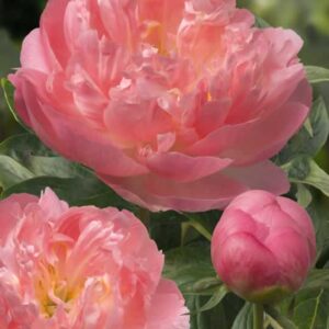 Pink Hawaiian Coral