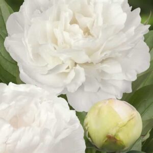Paeonia Puffed Cotton