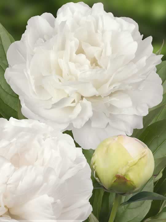 Paeonia Puffed Cotton
