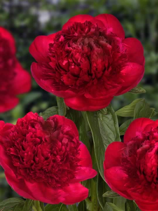 The peony Red Charm