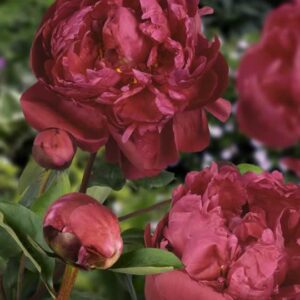 The peony Red Sarah Bernhardt