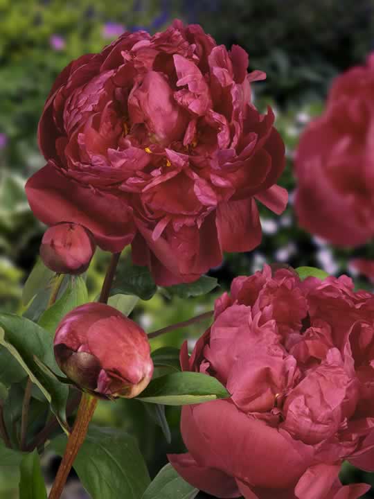 The peony Red Sarah Bernhardt