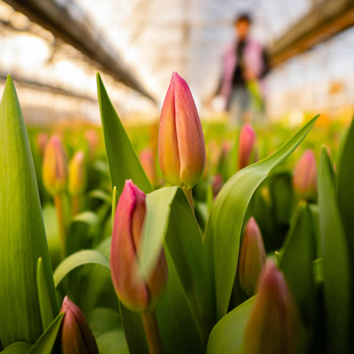 cuttings from Holland