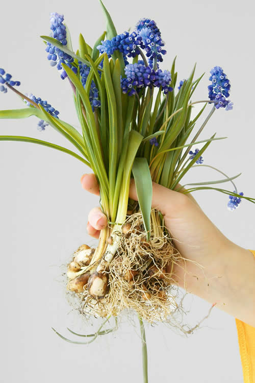 flower bulbs