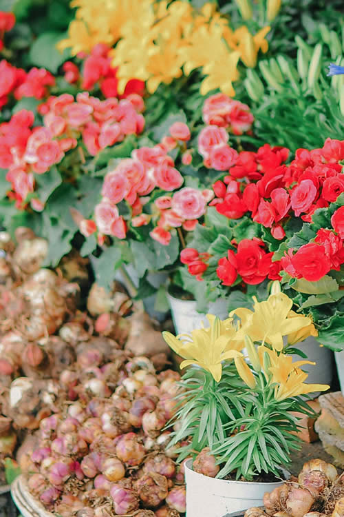 flower bulbs from Holland