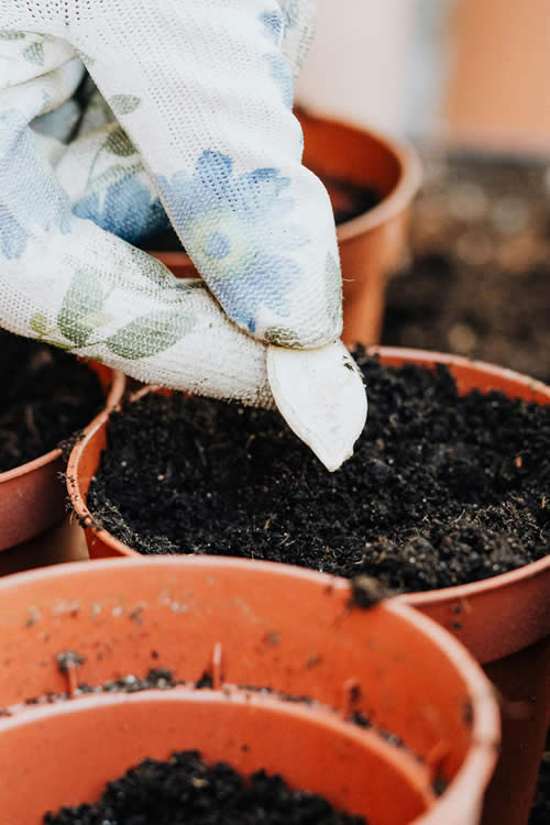 flower seeds